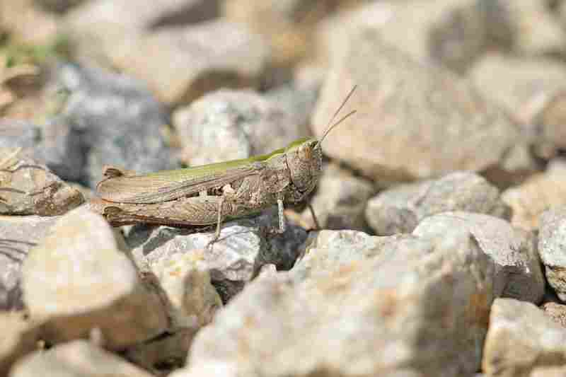 Agrandir chomol_8319.JPG