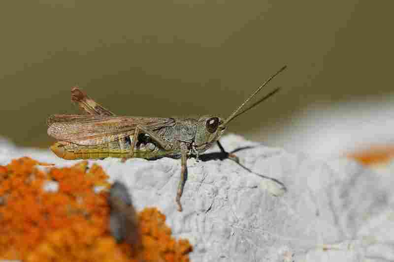 Agrandir chomol_9841.jpg