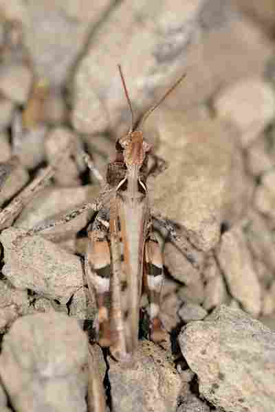 Agrandir docgen_7116.JPG