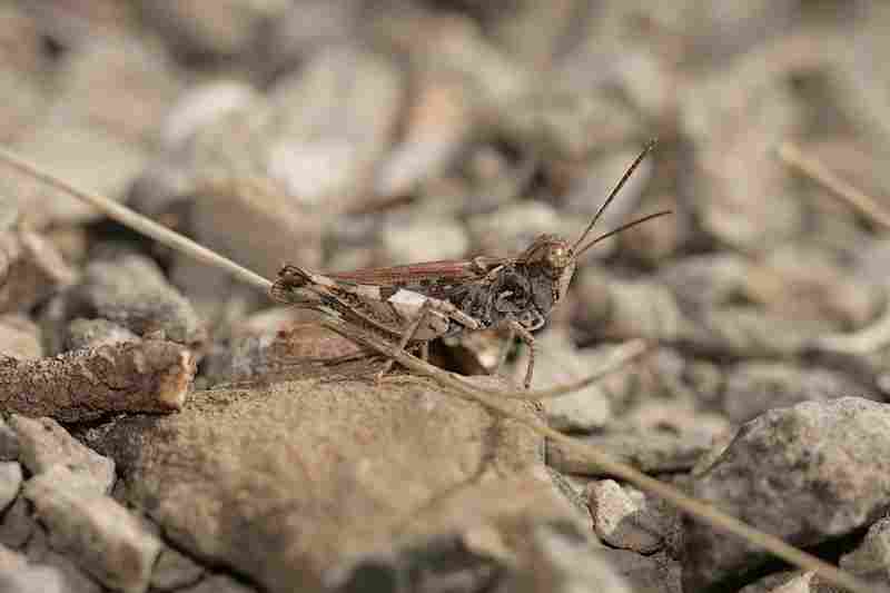 Agrandir docgen_7209.JPG