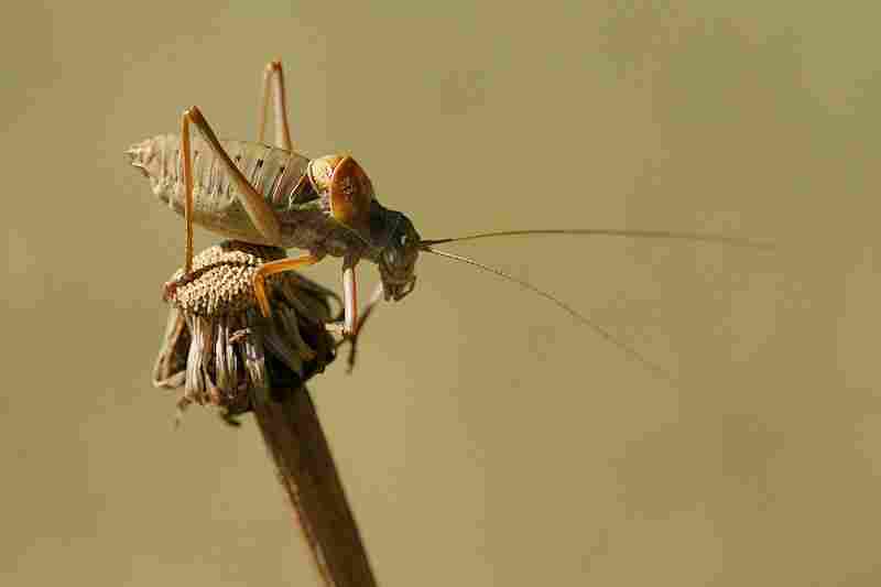 Agrandir ephter_8766.jpg