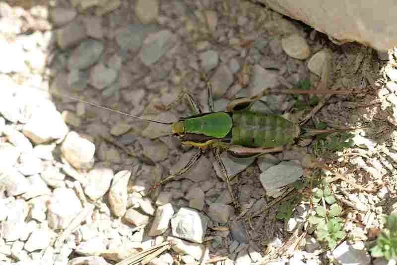 Agrandir eupcha_5753.JPG