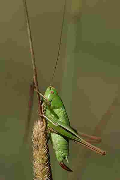 Agrandir metbic_6269.JPG