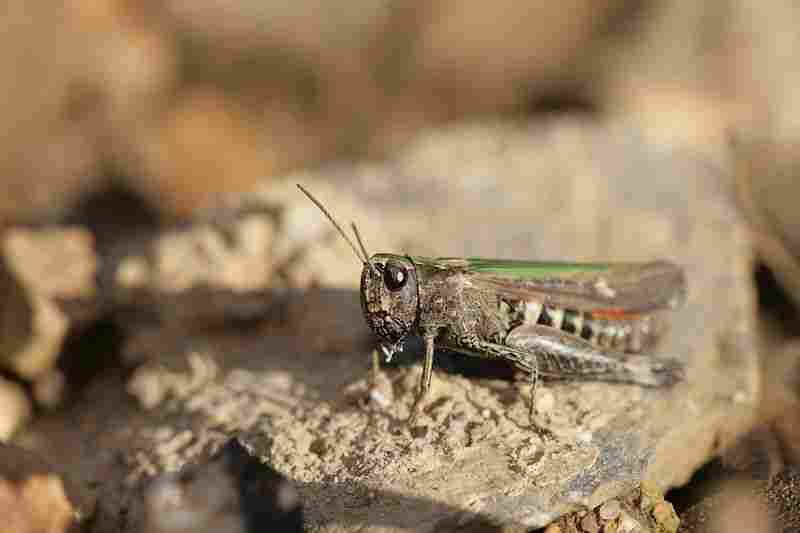 Agrandir omoruf_0347.JPG