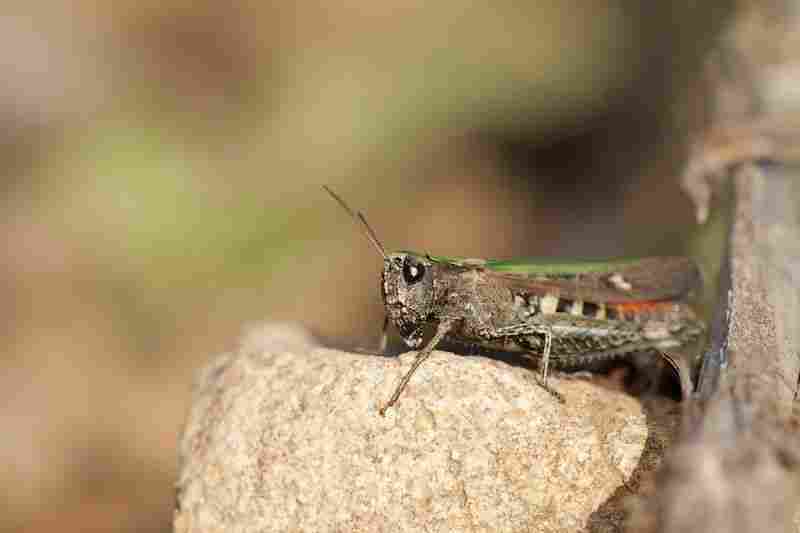 Agrandir omoruf_0354.JPG