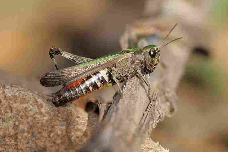 Agrandir omoruf_0358.JPG