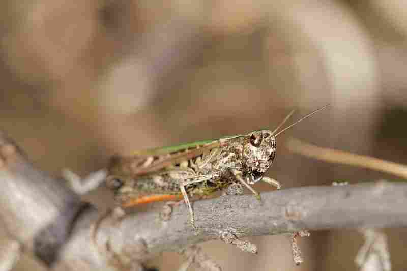 Agrandir omoruf_0362.JPG
