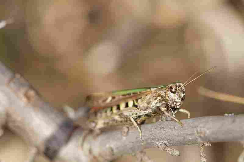 Agrandir omoruf_0364.JPG