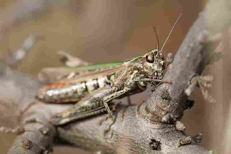 Agrandir omoruf_0374.JPG