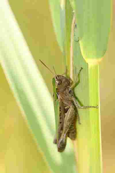 Agrandir omoruf_7790.JPG