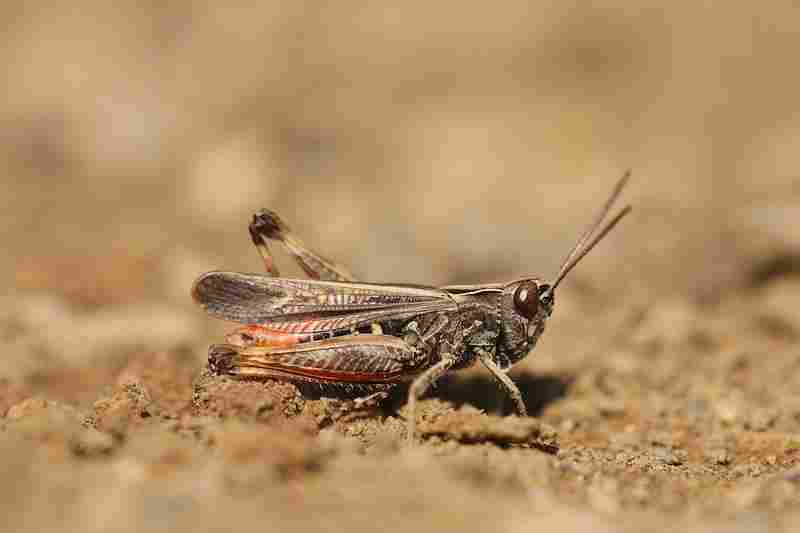 Agrandir omoruf_9524.JPG