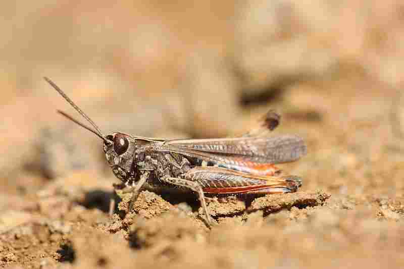 Agrandir omoruf_9535.JPG