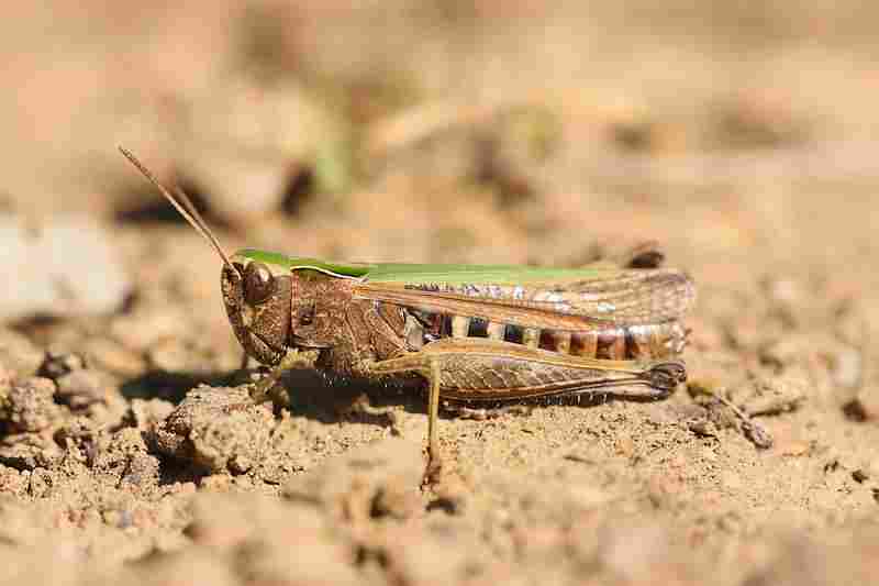 Agrandir omoruf_9554.JPG