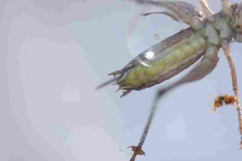 Agrandir plaalb_9709.JPG