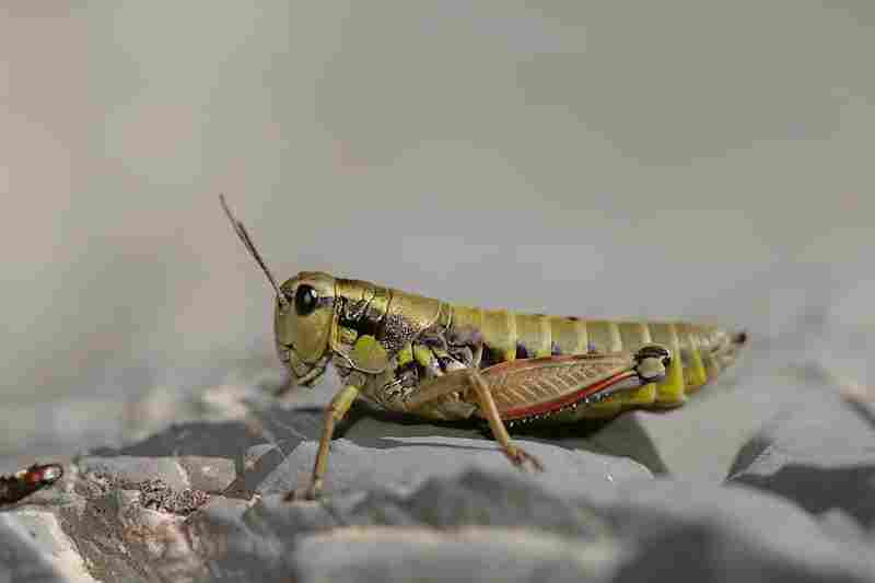Agrandir poddec_0066.jpg