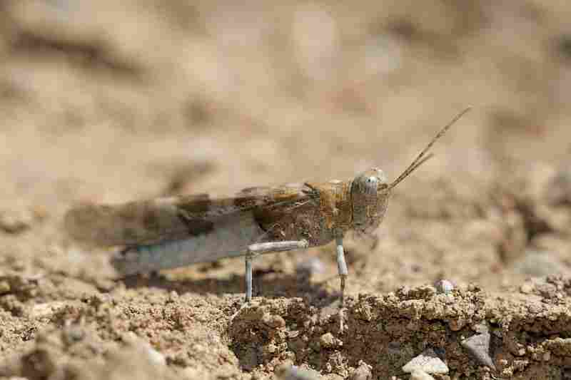 Agrandir sphcae_3186.JPG