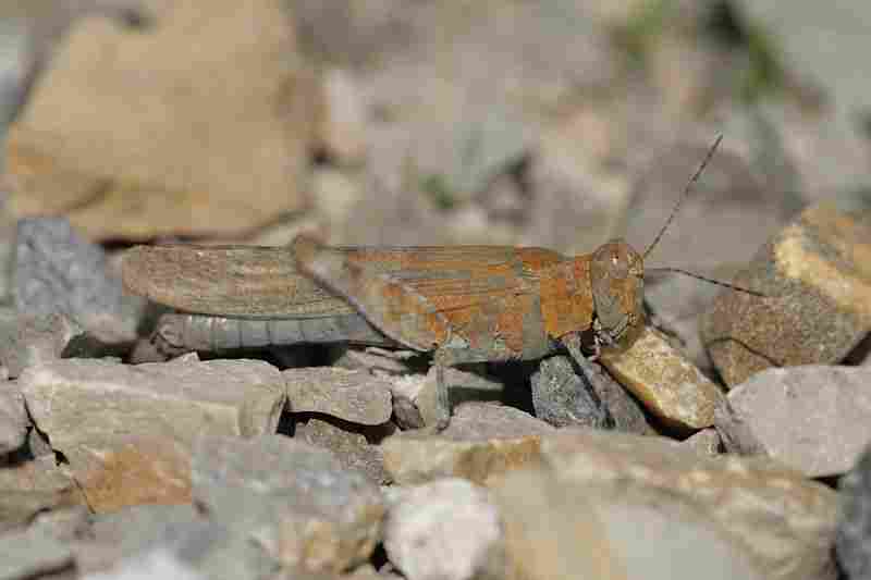 Agrandir sphcae_8334.JPG