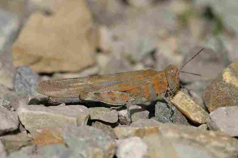 Agrandir sphcae_8337.JPG