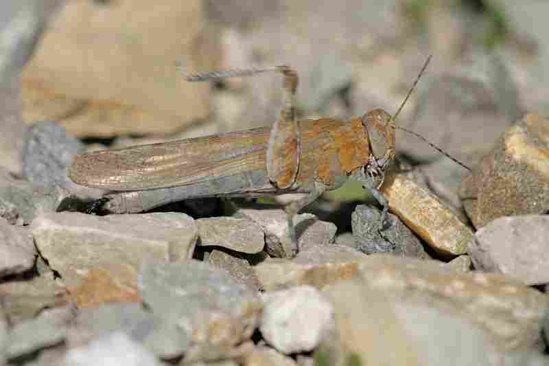 Agrandir sphcae_8338.JPG