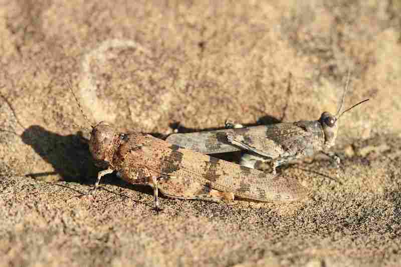 Agrandir sphcae_8384.JPG