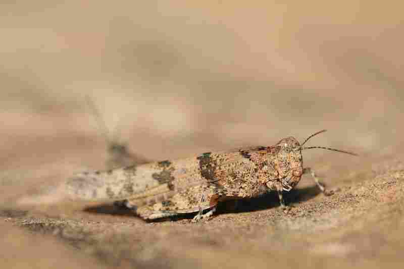 Agrandir sphcae_8391.JPG