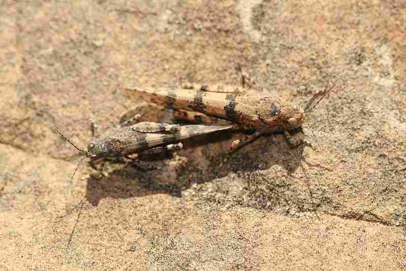 Agrandir sphcae_8397.JPG