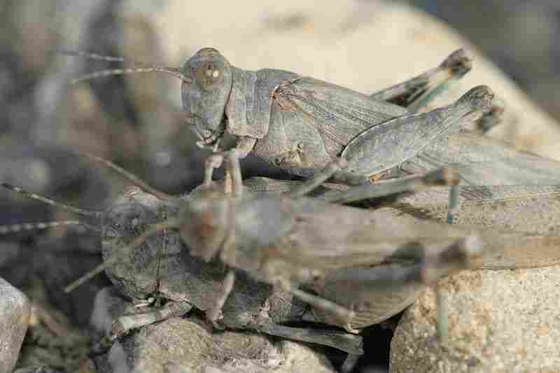 Agrandir sphcae_8448.JPG