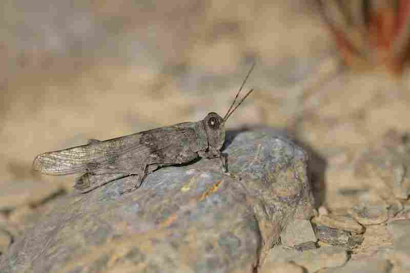 Agrandir sphcae_9737.JPG