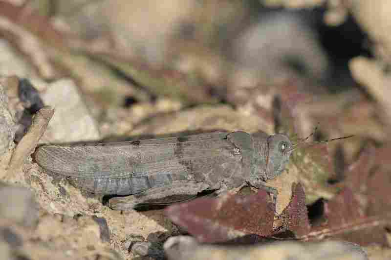 Agrandir sphcae_9754.JPG