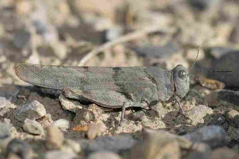 Agrandir sphcae_9764.JPG