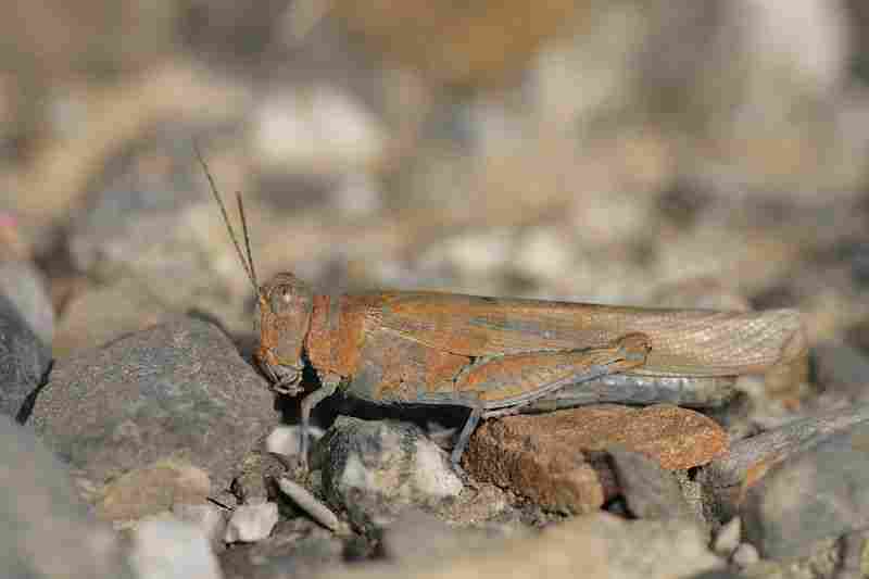 Agrandir sphcae_9769.JPG
