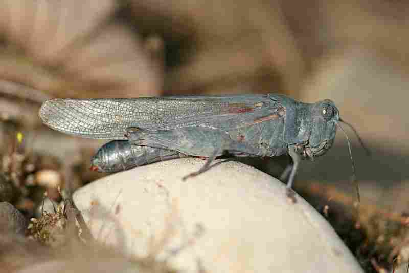 Agrandir sphcae_9911.JPG