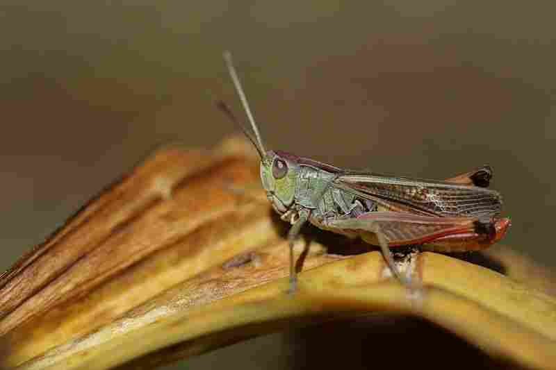 Agrandir stelin_9037.jpg