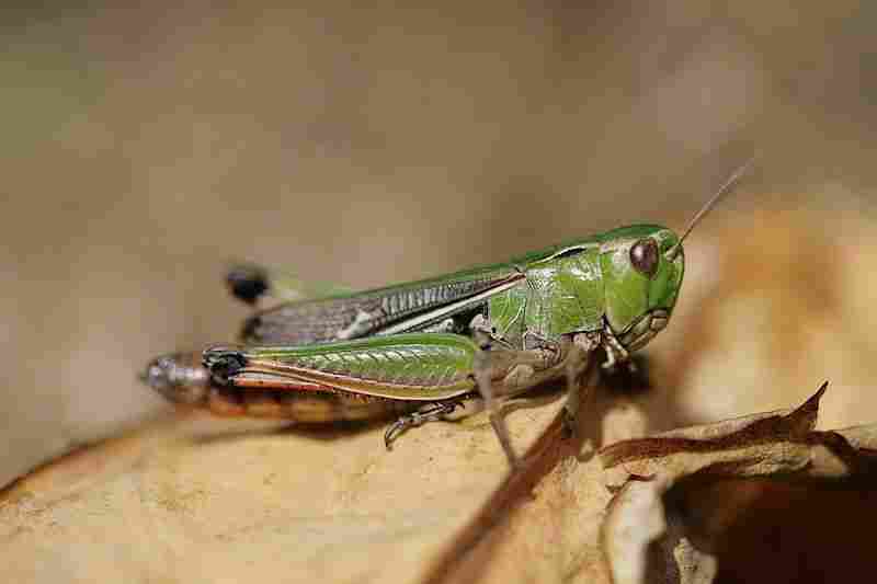 Agrandir stelin_9061.jpg