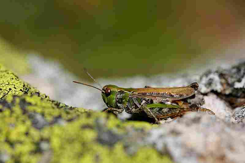 Agrandir stenig_10229.jpg