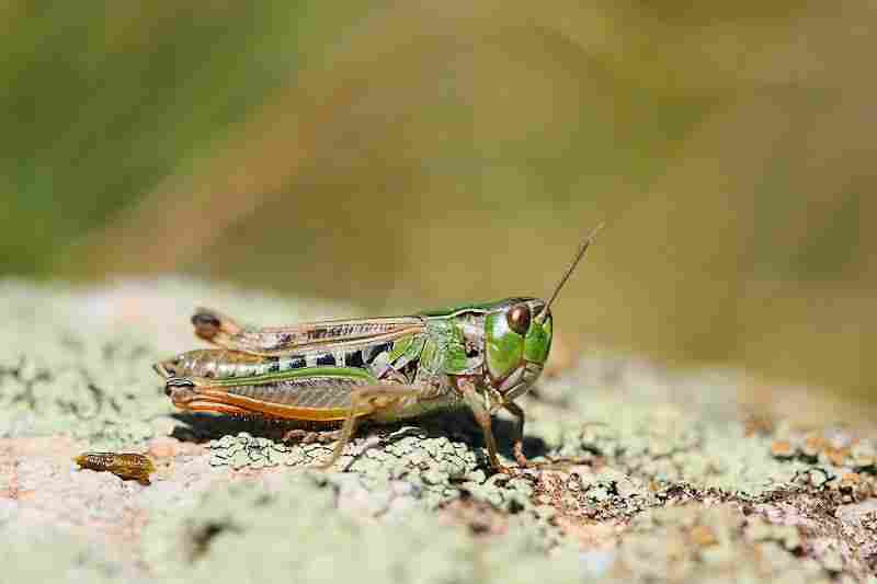 Agrandir stenig_10255.jpg